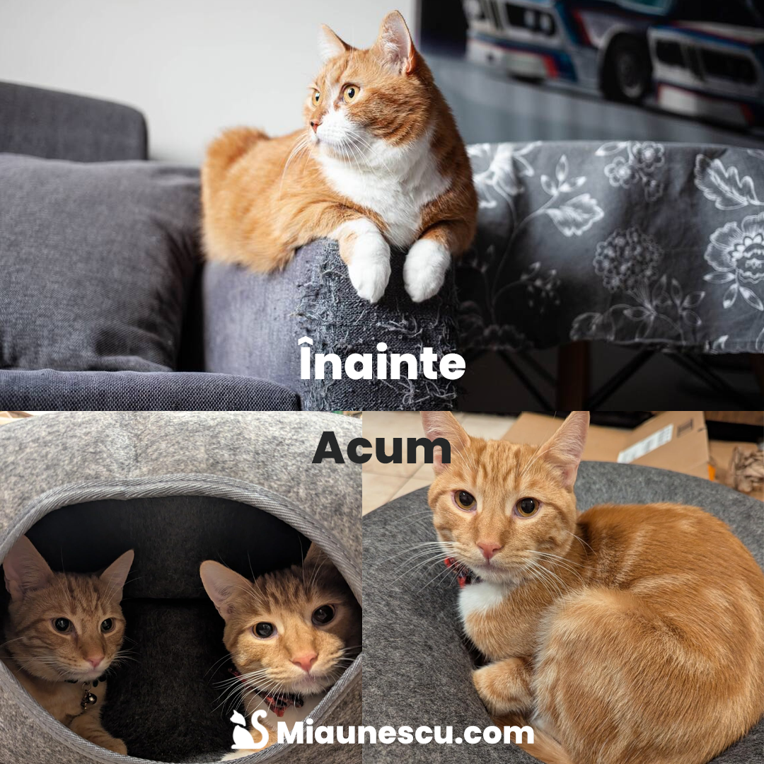 Vizuină Miți™